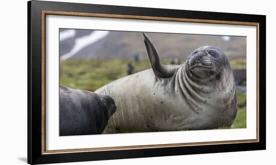 Elephant seal. Fortuna Bay, South Georgia Islands.-Tom Norring-Framed Photographic Print