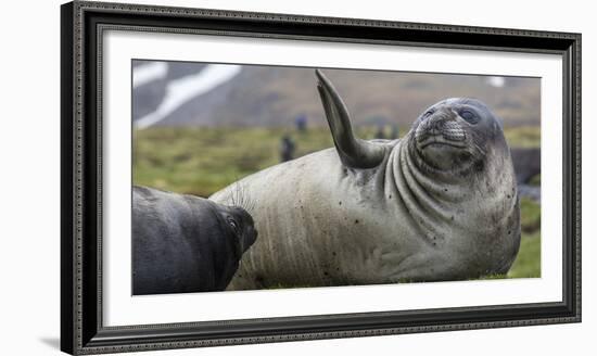 Elephant seal. Fortuna Bay, South Georgia Islands.-Tom Norring-Framed Photographic Print