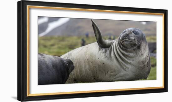 Elephant seal. Fortuna Bay, South Georgia Islands.-Tom Norring-Framed Photographic Print