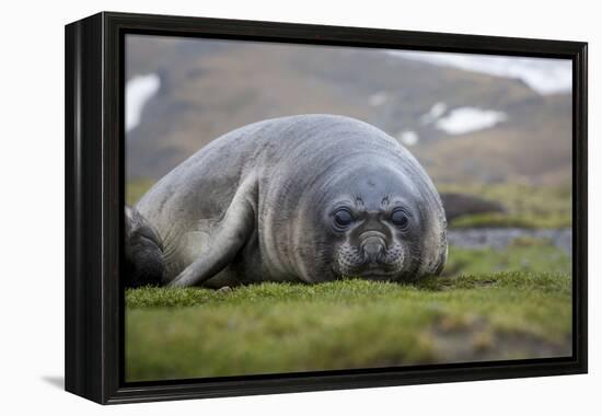 Elephant seal. Fortuna Bay, South Georgia Islands.-Tom Norring-Framed Premier Image Canvas