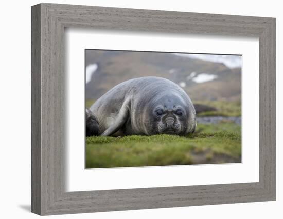 Elephant seal. Fortuna Bay, South Georgia Islands.-Tom Norring-Framed Photographic Print