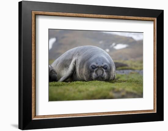 Elephant seal. Fortuna Bay, South Georgia Islands.-Tom Norring-Framed Photographic Print