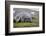 Elephant seal. Fortuna Bay, South Georgia Islands.-Tom Norring-Framed Photographic Print