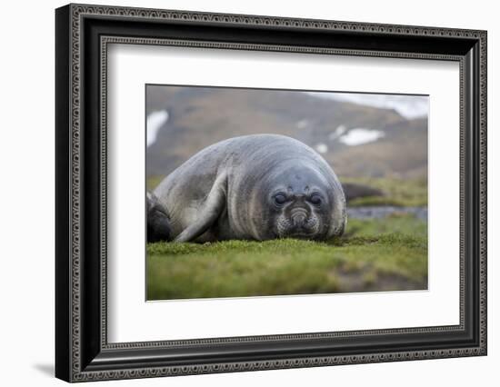 Elephant seal. Fortuna Bay, South Georgia Islands.-Tom Norring-Framed Photographic Print