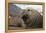 Elephant Seal on South Georgia Island-null-Framed Premier Image Canvas