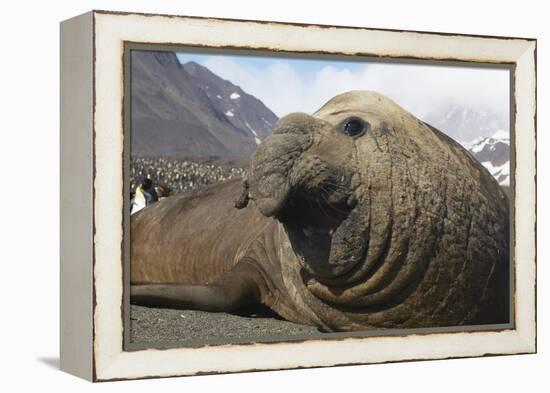 Elephant Seal on South Georgia Island-null-Framed Premier Image Canvas