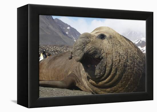 Elephant Seal on South Georgia Island-null-Framed Premier Image Canvas