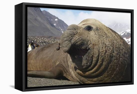 Elephant Seal on South Georgia Island-null-Framed Premier Image Canvas