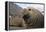 Elephant Seal on South Georgia Island-null-Framed Premier Image Canvas