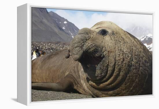 Elephant Seal on South Georgia Island-null-Framed Premier Image Canvas