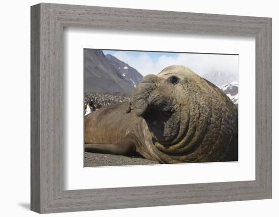 Elephant Seal on South Georgia Island-null-Framed Photographic Print