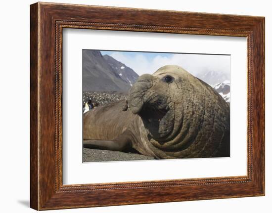 Elephant Seal on South Georgia Island-null-Framed Photographic Print