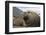 Elephant Seal on South Georgia Island-null-Framed Photographic Print