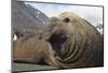 Elephant Seal on South Georgia Island-null-Mounted Photographic Print