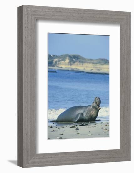 Elephant Seal-DLILLC-Framed Photographic Print