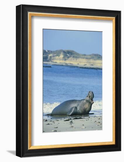 Elephant Seal-DLILLC-Framed Photographic Print