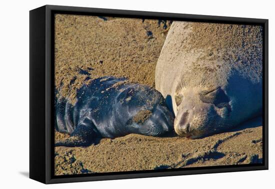 Elephant Seals II-Lee Peterson-Framed Premier Image Canvas