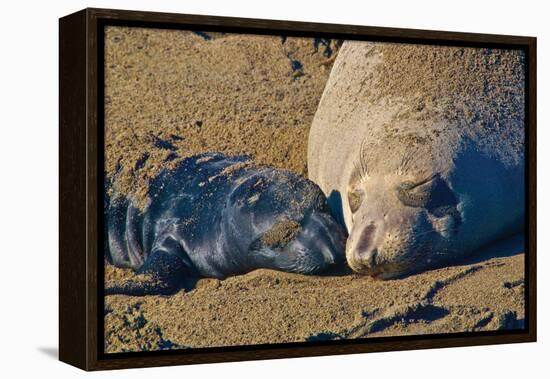 Elephant Seals II-Lee Peterson-Framed Premier Image Canvas