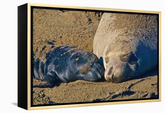 Elephant Seals II-Lee Peterson-Framed Premier Image Canvas