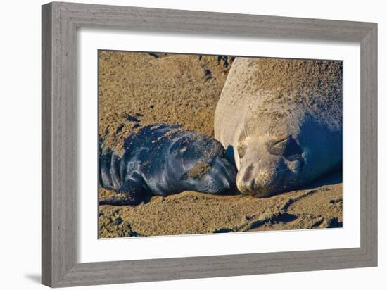 Elephant Seals II-Lee Peterson-Framed Photographic Print