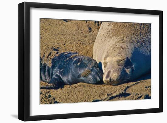 Elephant Seals II-Lee Peterson-Framed Photographic Print