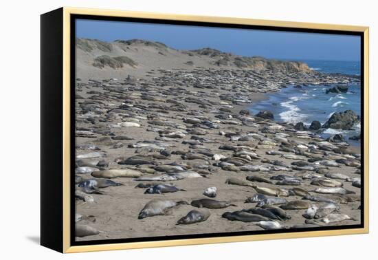 Elephant Seals on Beach, San Simeon, California-Zandria Muench Beraldo-Framed Premier Image Canvas