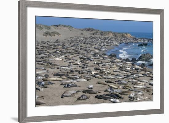 Elephant Seals on Beach, San Simeon, California-Zandria Muench Beraldo-Framed Premium Photographic Print