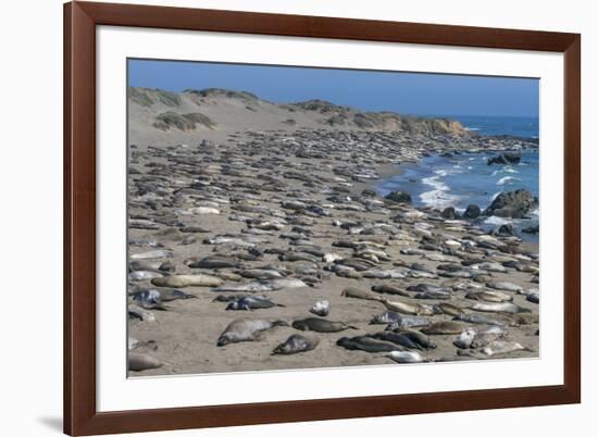 Elephant Seals on Beach, San Simeon, California-Zandria Muench Beraldo-Framed Premium Photographic Print