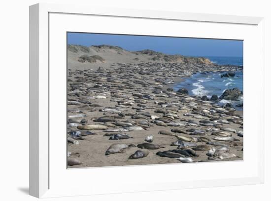 Elephant Seals on Beach, San Simeon, California-Zandria Muench Beraldo-Framed Premium Photographic Print