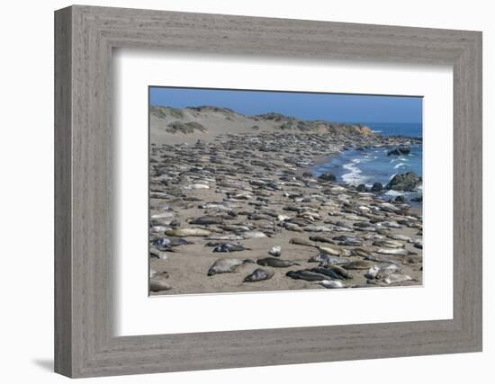Elephant Seals on Beach, San Simeon, California-Zandria Muench Beraldo-Framed Photographic Print