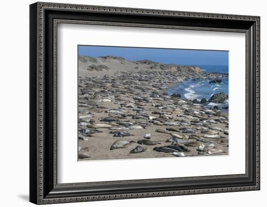 Elephant Seals on Beach, San Simeon, California-Zandria Muench Beraldo-Framed Photographic Print
