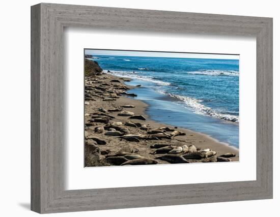 Elephant Seals on the beach, Piedras Blancas, San Simeon, California, USA-null-Framed Photographic Print