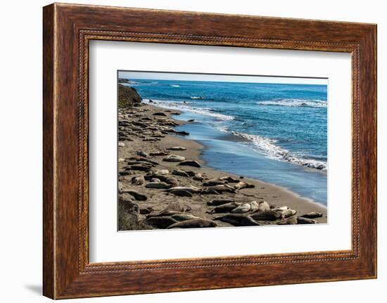 Elephant Seals on the beach, Piedras Blancas, San Simeon, California, USA-null-Framed Photographic Print