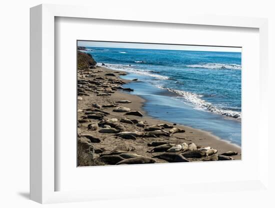 Elephant Seals on the beach, Piedras Blancas, San Simeon, California, USA-null-Framed Photographic Print