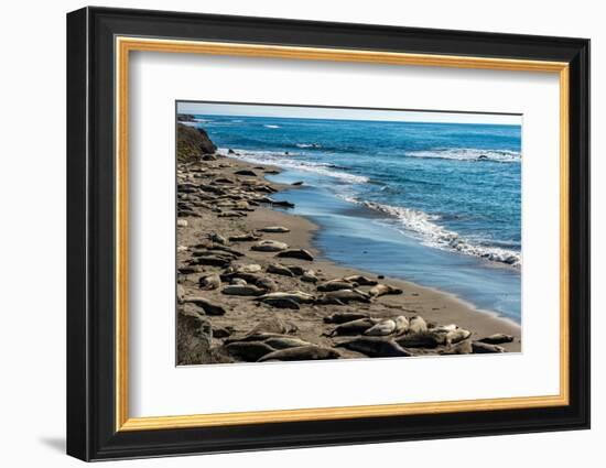 Elephant Seals on the beach, Piedras Blancas, San Simeon, California, USA-null-Framed Photographic Print