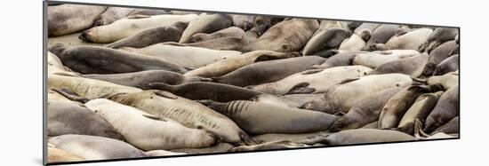 Elephant Seals on the beach, Piedras Blancas, San Simeon, California, USA-null-Mounted Photographic Print