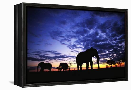 Elephant Silhouettes-Paul Souders-Framed Premier Image Canvas