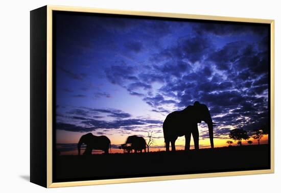 Elephant Silhouettes-Paul Souders-Framed Premier Image Canvas