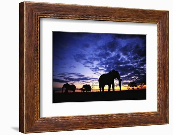 Elephant Silhouettes-Paul Souders-Framed Photographic Print