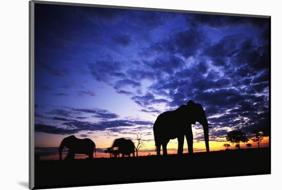 Elephant Silhouettes-Paul Souders-Mounted Photographic Print