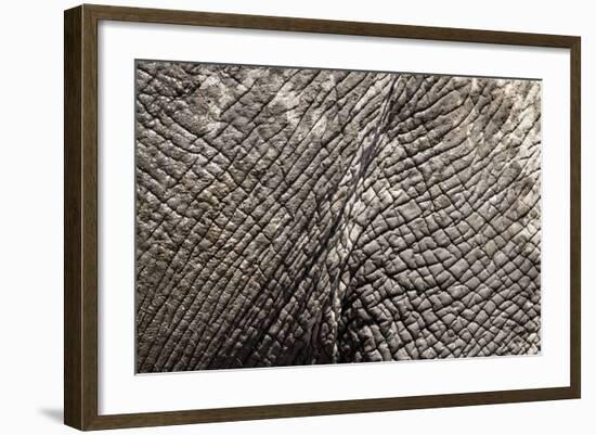 Elephant Skin, Makgadikgadi Pans National Park, Botswana-Paul Souders-Framed Photographic Print