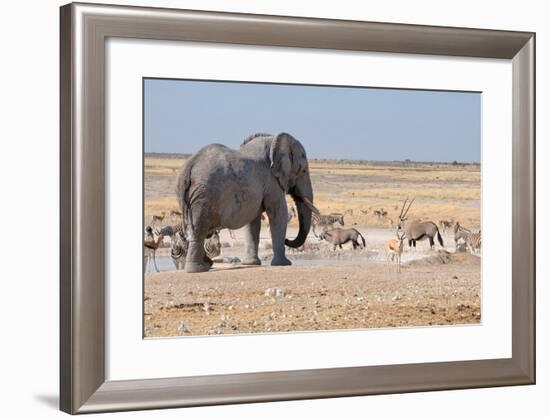 Elephant, Springbok, Oryx and Zebras-Grobler du Preez-Framed Photographic Print