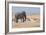 Elephant, Springbok, Oryx and Zebras-Grobler du Preez-Framed Photographic Print