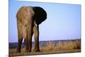 Premium Photographic Print