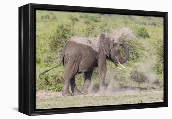 Elephant Taking a Dust Bath, Spraying Dust on its Head with its Trunk-James Heupel-Framed Premier Image Canvas