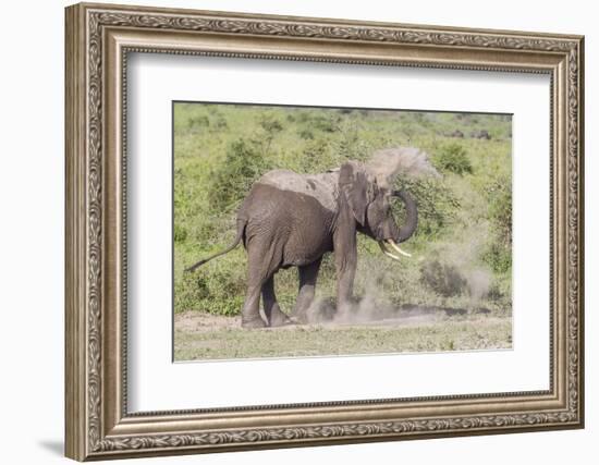 Elephant Taking a Dust Bath, Spraying Dust on its Head with its Trunk-James Heupel-Framed Photographic Print