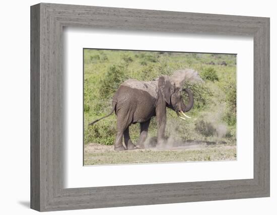 Elephant Taking a Dust Bath, Spraying Dust on its Head with its Trunk-James Heupel-Framed Photographic Print