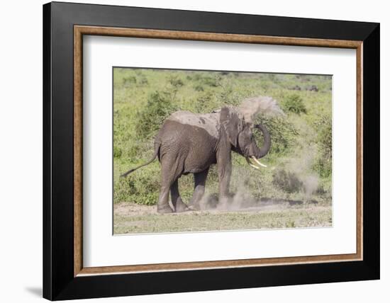 Elephant Taking a Dust Bath, Spraying Dust on its Head with its Trunk-James Heupel-Framed Photographic Print