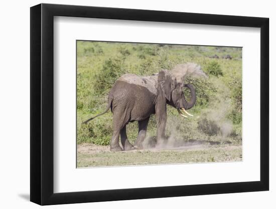 Elephant Taking a Dust Bath, Spraying Dust on its Head with its Trunk-James Heupel-Framed Photographic Print