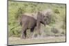 Elephant Taking a Dust Bath, Spraying Dust on its Head with its Trunk-James Heupel-Mounted Photographic Print